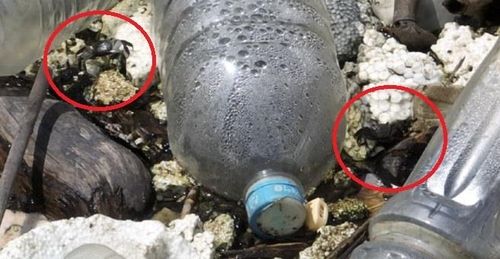 장항습지 내 스티로폼과 페트병 쓰레기 사이에서 먹이활동을 하는 말똥게