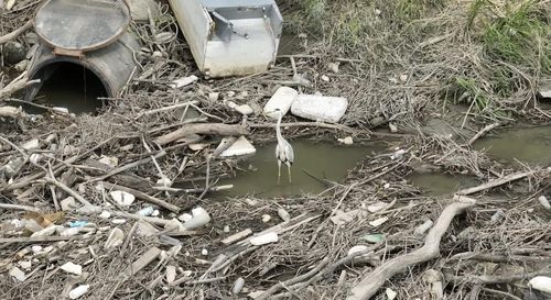 장항습지 플라스틱 쓰레기 위에서 먹이활동을 하는 왜가리