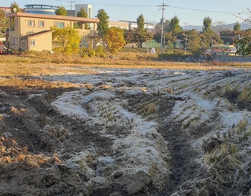 충남 서산 첫서리