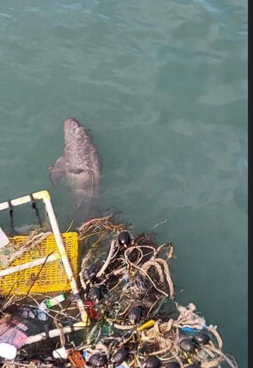 바다로 돌아가는 아기 상괭이
