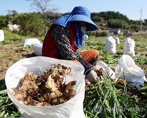 '신이 내린 치료제'…태안서 생강 수확 시작