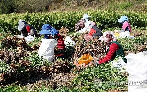 '신이 내린 치료제'…태안서 생강 수확 시작