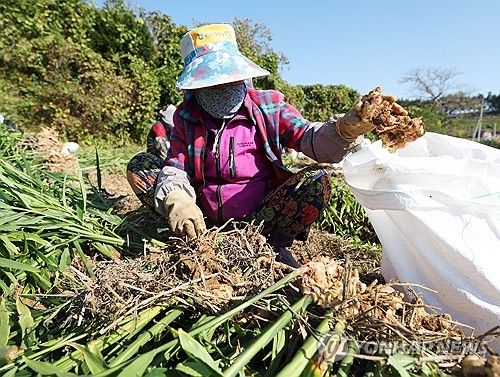 '신이 내린 치료제'…태안서 생강 수확 시작