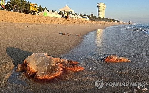 백사장 곳곳에서 발견된 독성 해파리
