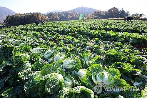 가을 배추