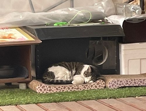 관악구 주민 A씨가 관리하는 '겨울집'에서 쉬는 길고양이