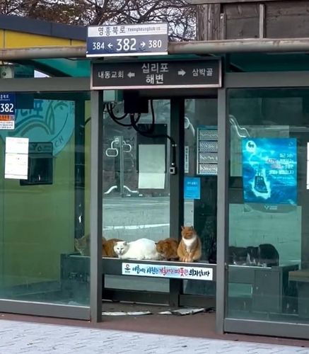 버스 정류장 온열 의자를 차지한 고양이들.