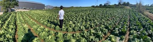 홈플러스가 1천900원대에 판매할 해남 배추