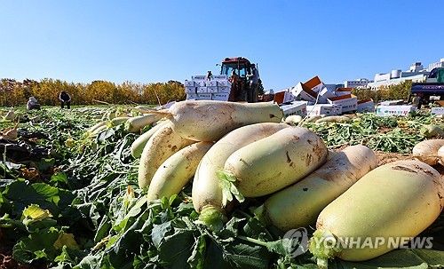 입동 앞둔 무 수확 한창