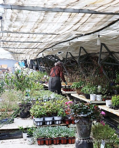 폭설에 주저앉은 비닐하우스