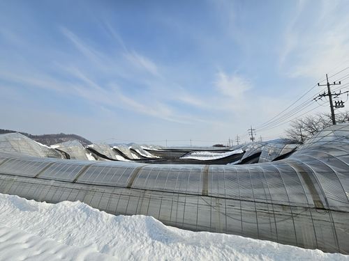 지붕 무너져 내린 안개종묘 농장