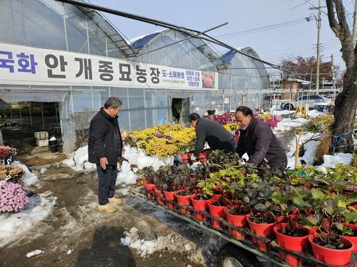 무너진 비닐하우스에서 꽃을 옮기고 있는 임육택 회장