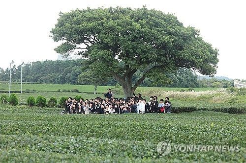 수학여행의 계절