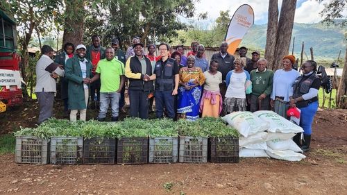 케냐 농민에게 지원된 제충국 묘목 