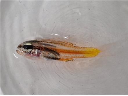 큰금줄얼게비늘(가칭)