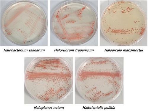 국립생물자원관과 서명지 인천대 교수 연구진이 인천 염전에서 발견한 호염성 고균 배양체. [자원관 제공. 재판매 및 DB 금지]