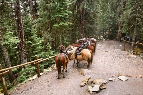 등산객을 태워주는 말 [사진/조보희 기자]