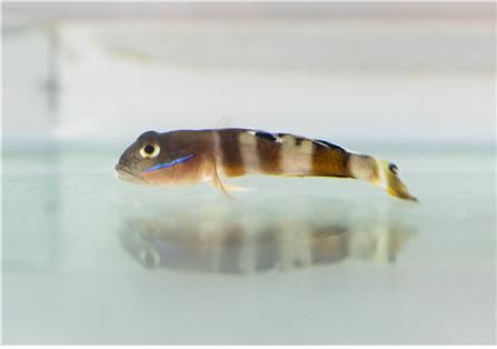 등점복기망둑(가칭)