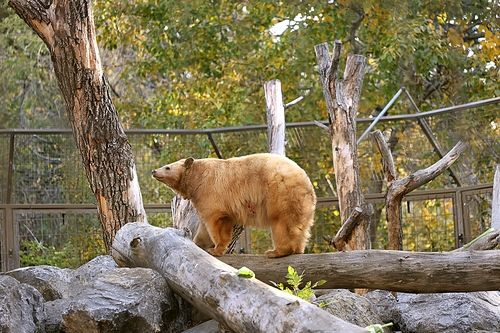 캘거리 동물원 [사진/조보희 기자]