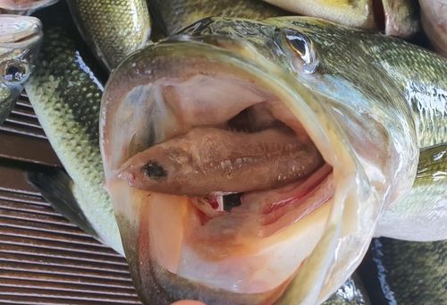 지난 9월 청평호에서 포획한 토종물고기를 잡아먹은 큰입배스 