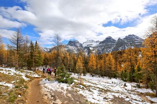 단풍 든 낙엽송 군락 [사진/조보희 기자]