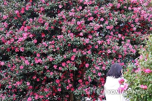 제주는 동백꽃 필 무렵