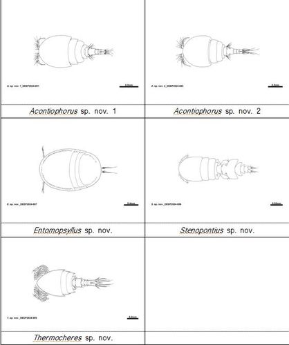 제주 문섬 앞 수심 50ｍ 바다서 발견된 신종 요각류 5종