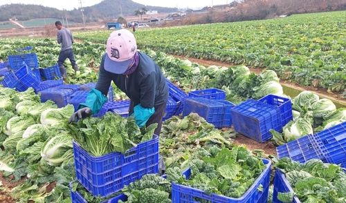 농식품부·aT, 겨울철 비축용 배추 6천t 수매