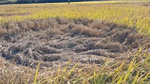 집중호우 피해 본 서천 논