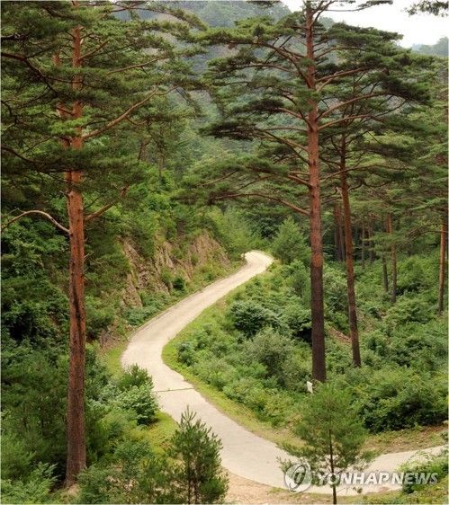 임도 *위 사진은 기사와 관련 없음