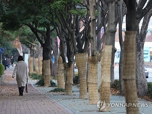 겨울 채비 마친 가로수