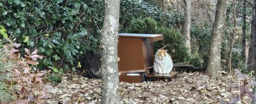 서초구 길고양이 급식소