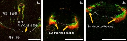 정자 무리의 동기화된 헤엄치기