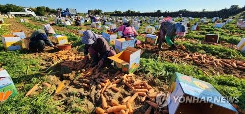 맛있는 제주 당근 수확