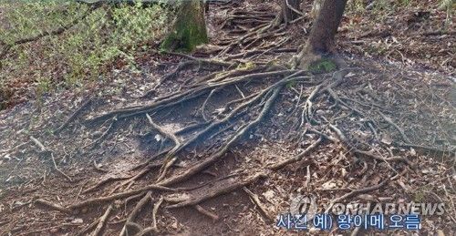 나무뿌리가 드러난 오름 탐방로 침식 현상