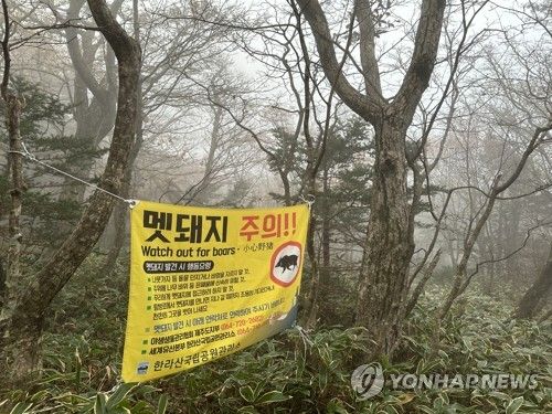 한라산 멧돼지 주의