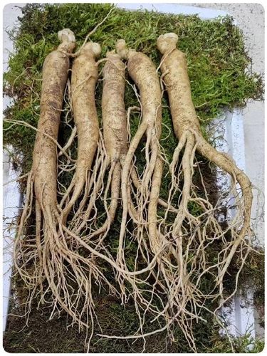 중국 퉁화 인삼