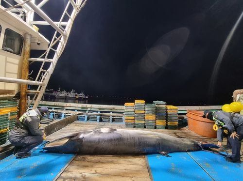 그물에 걸려 죽은 채 발견된 밍크고래 살펴보는 해경