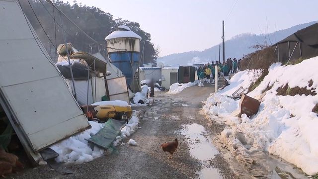 경기도지사, 안성 양계장 대설피해지역 현장방문 
