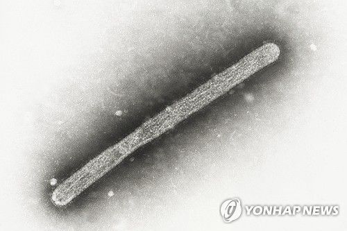 고병원성 조류 인플루엔자