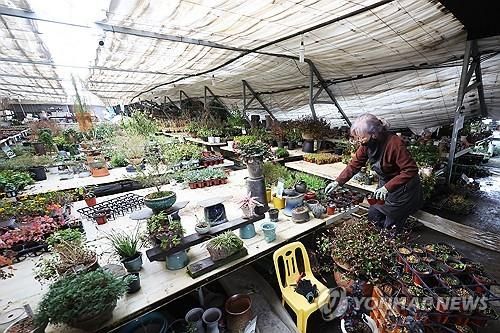 모종 하나라도 살리기 위해