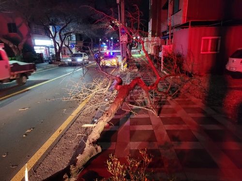 19일 새벽 강풍에 쓰러진 가로수