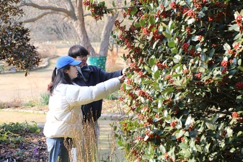 탐스럽게 열린 호랑가시나무 열매