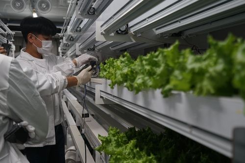 플라스마 스마트팜 기술로 키운 상추