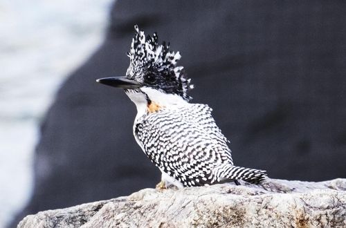 지리산서 관찰된 뿔호반새
