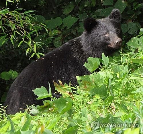 2010년 9월 혼슈 중부 이시카와현 가나자와 주택가에 출현한 곰