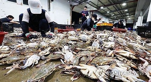 가을 꽃게 선별 작업하는 어민들