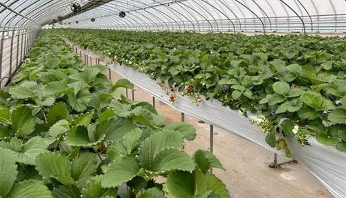 청원 생명딸기 재배 농가