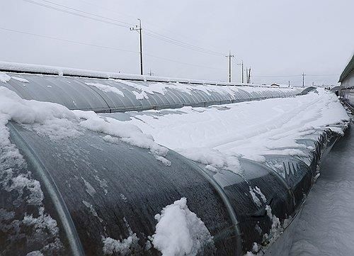 폭설에 무너진 음성군 염소농장 비닐하우스