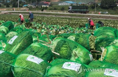 추석 물가에 큰 영향 끼치는 여름 배추